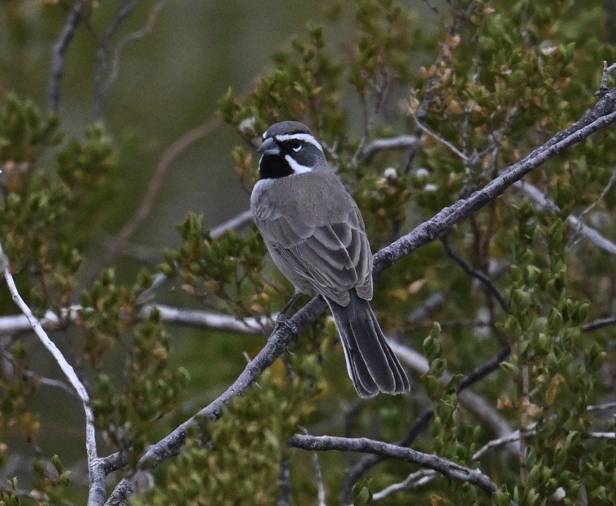 Black-throated Sparrow - ML645527734