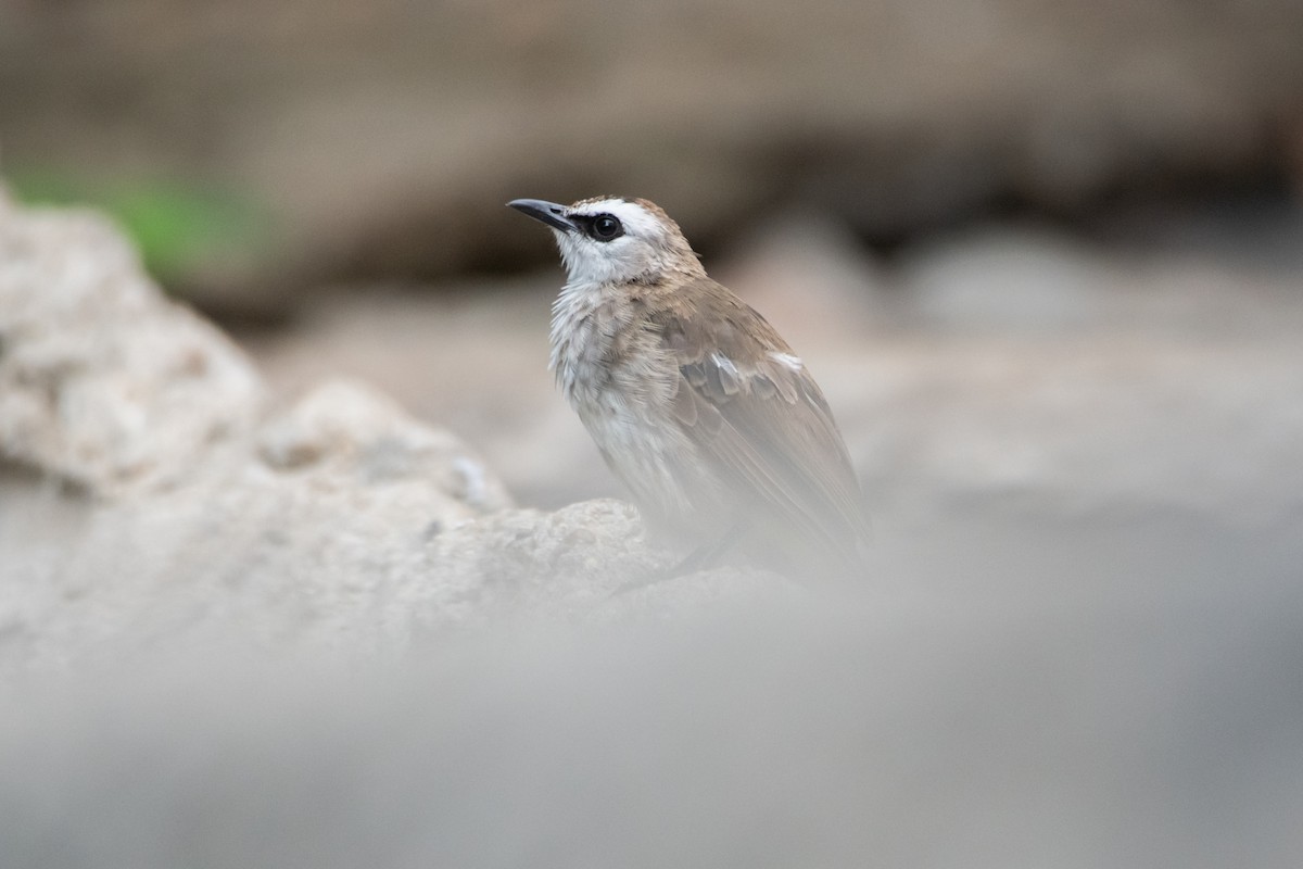 Yellow-vented Bulbul - ML645527738