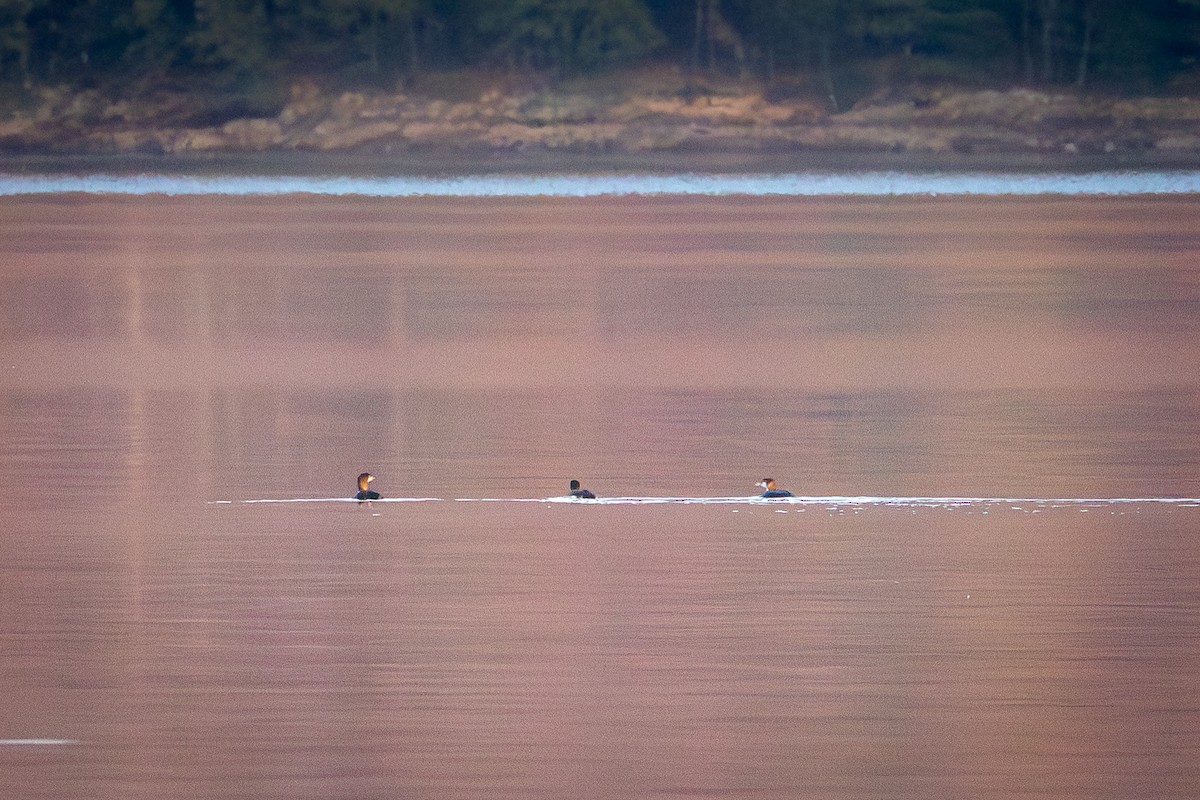 ハシグロアビ - ML645527739