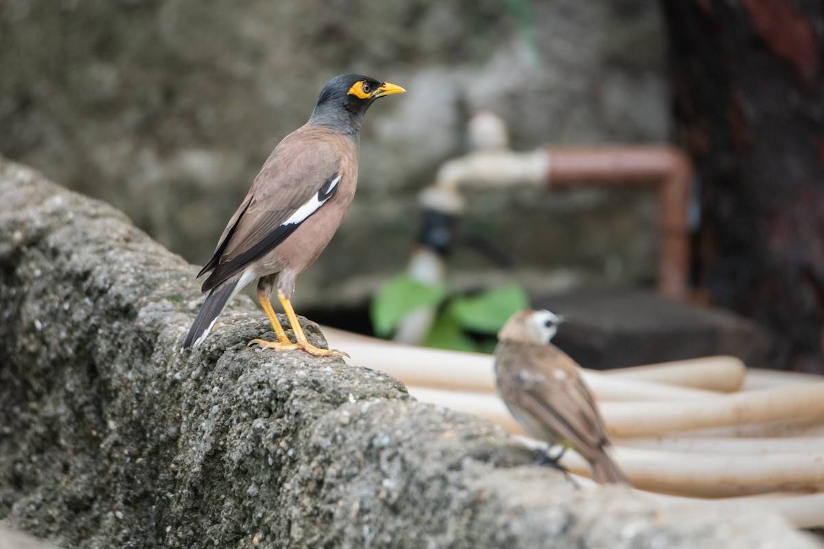 Common Myna - ML645527750