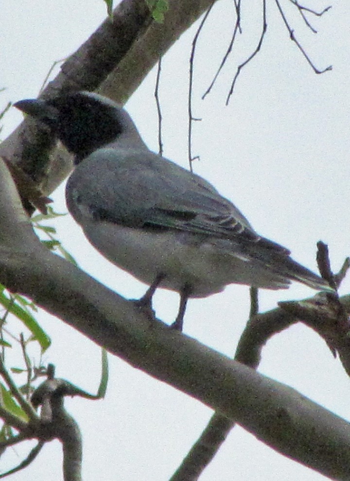 Black-faced Cuckooshrike - ML645527755