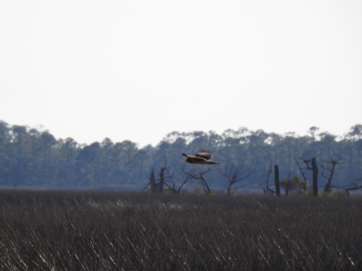 זרון אמריקני - ML645527765