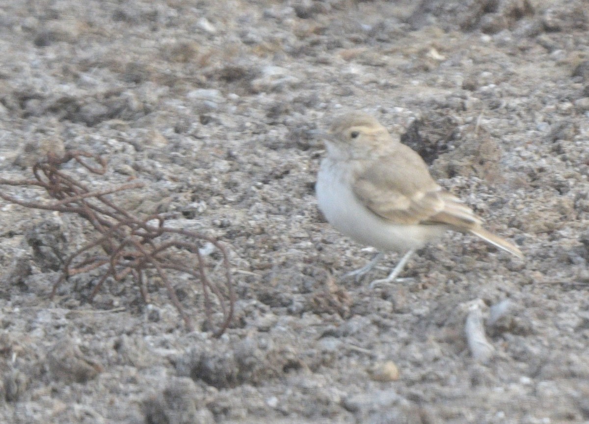 Coastal Miner - ML645527766