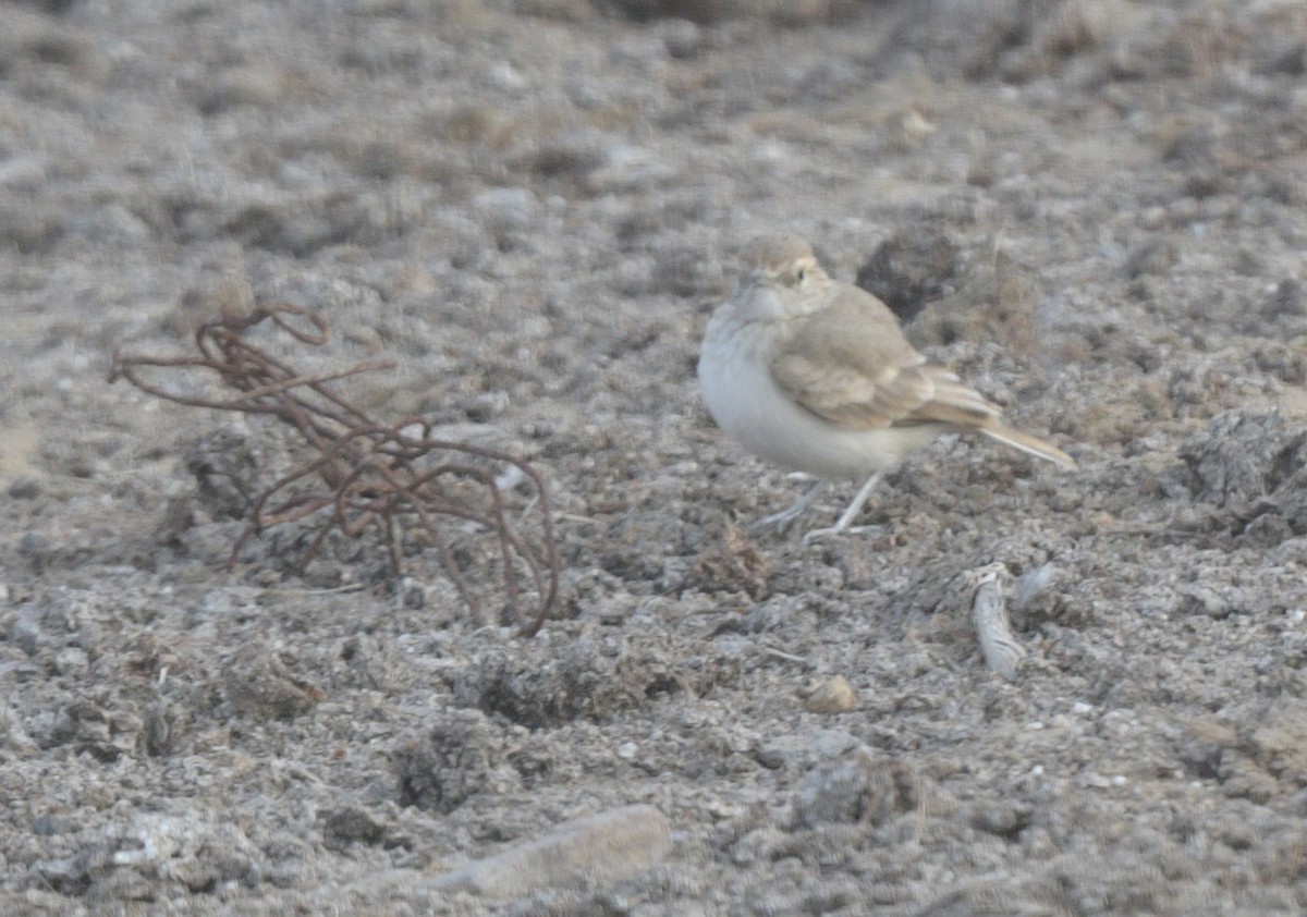 Coastal Miner - ML645527767