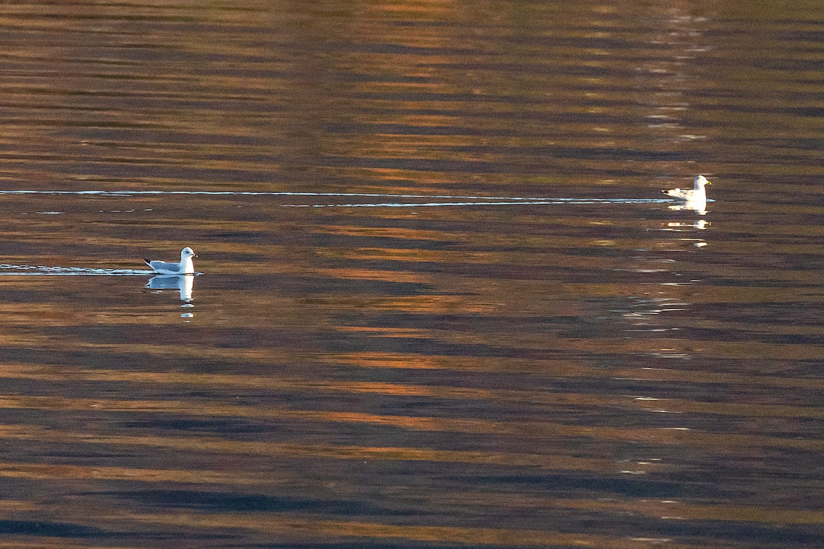 クロワカモメ - ML645527785