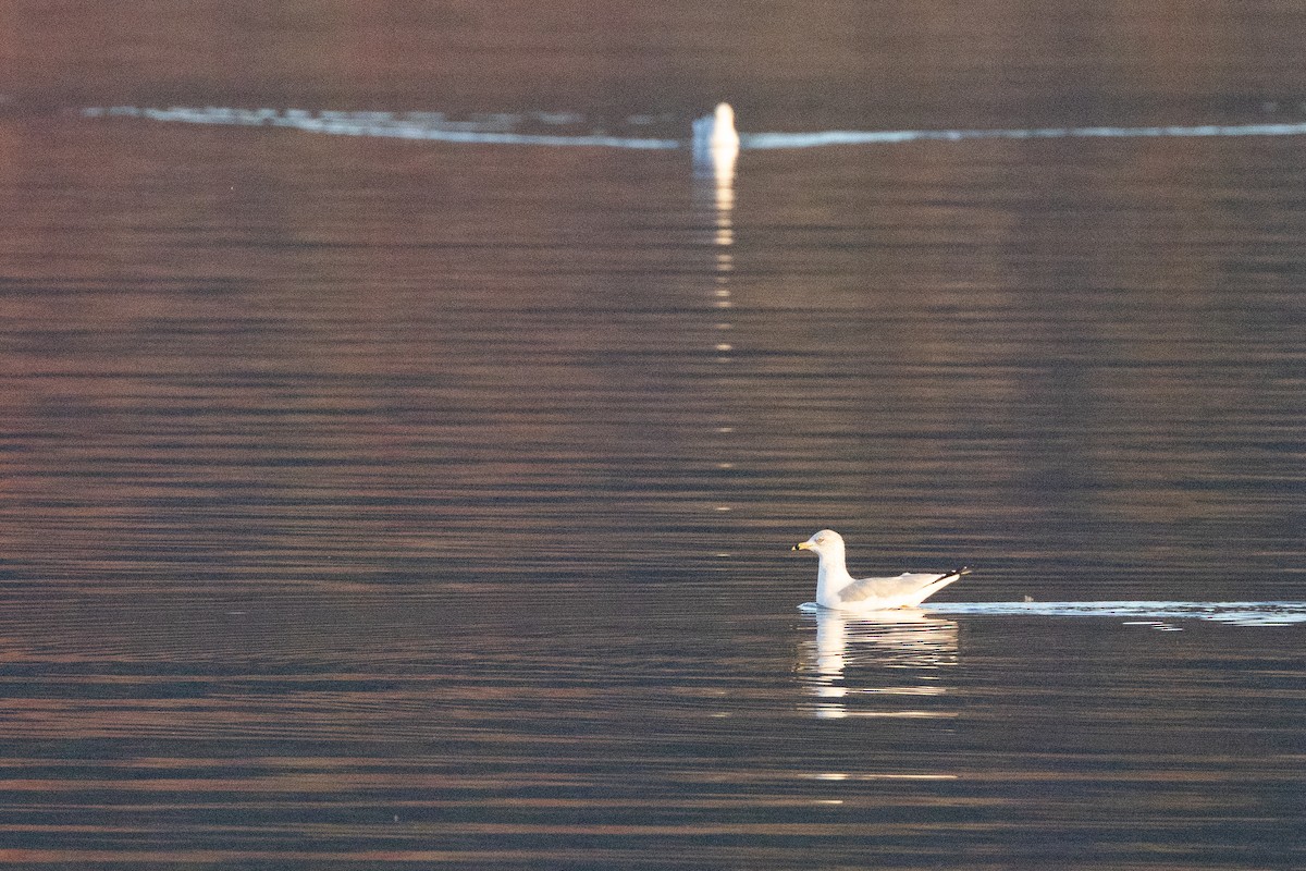 クロワカモメ - ML645527786