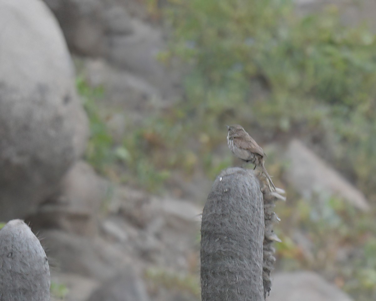 Cactus Canastero - ML645527788