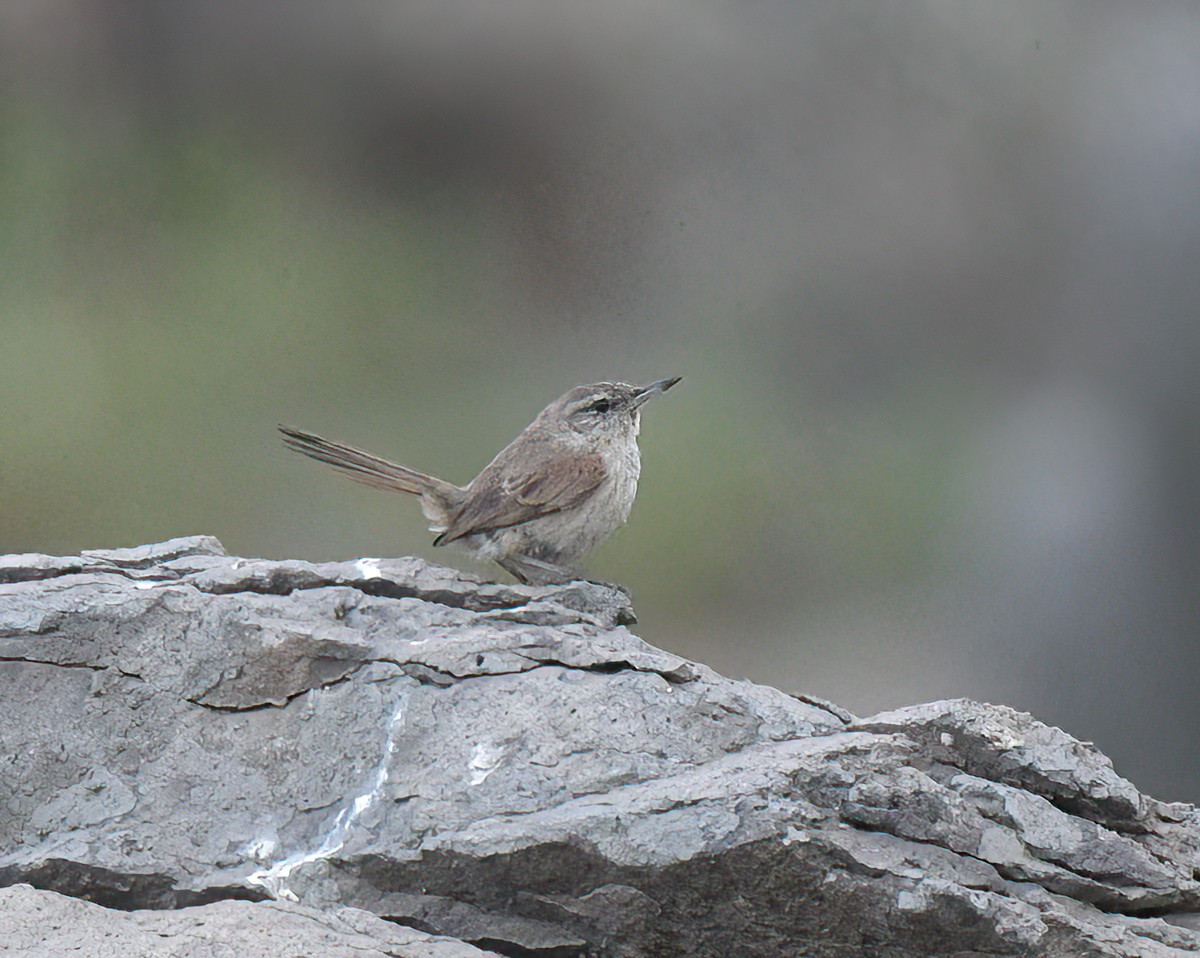 Cactus Canastero - ML645527789