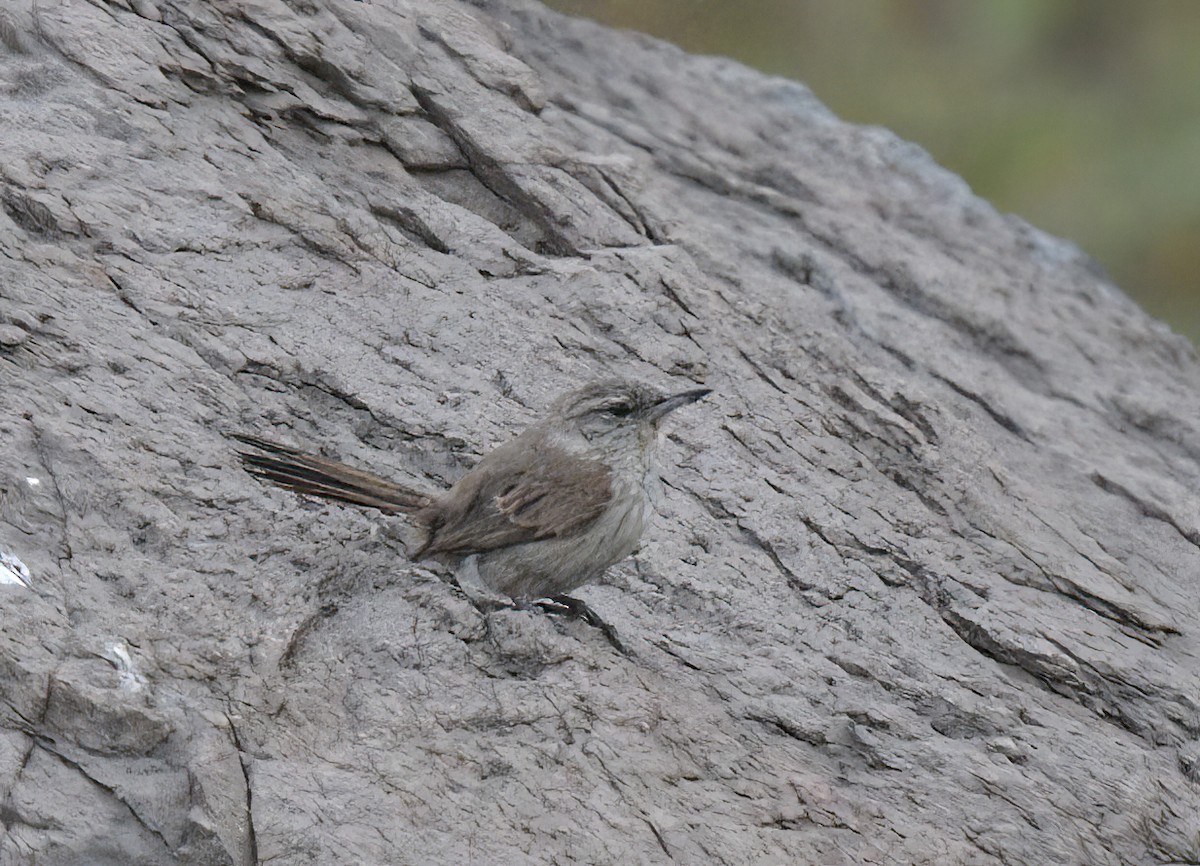 Cactus Canastero - ML645527790