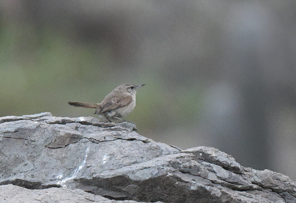 Cactus Canastero - ML645527791