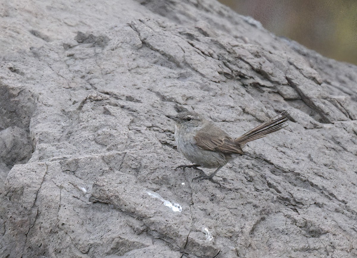 Cactus Canastero - ML645527792