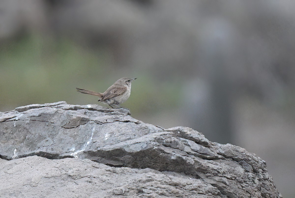 Cactus Canastero - ML645527793