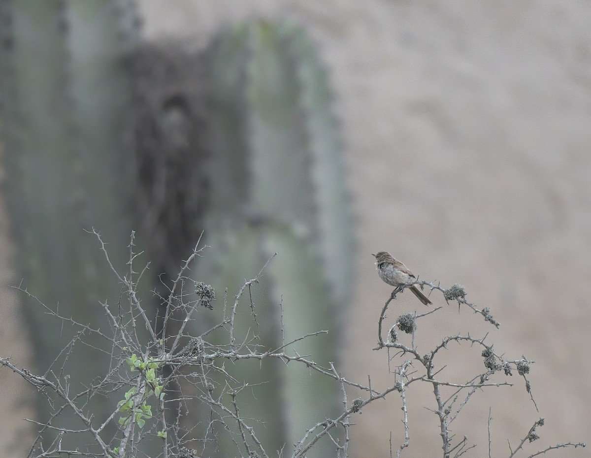 Cactus Canastero - ML645527794