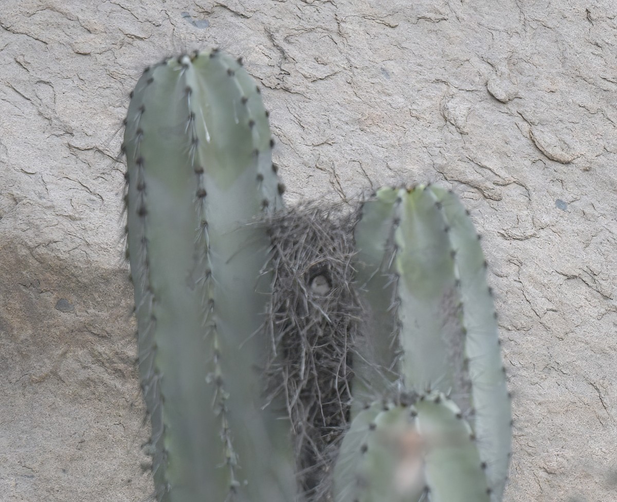 Cactus Canastero - ML645527795
