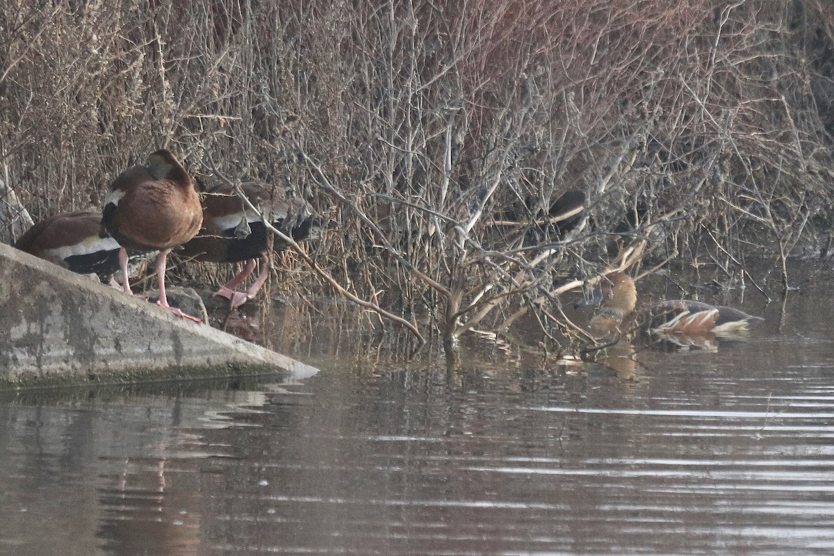 Dendrocigna fulva - ML645527798