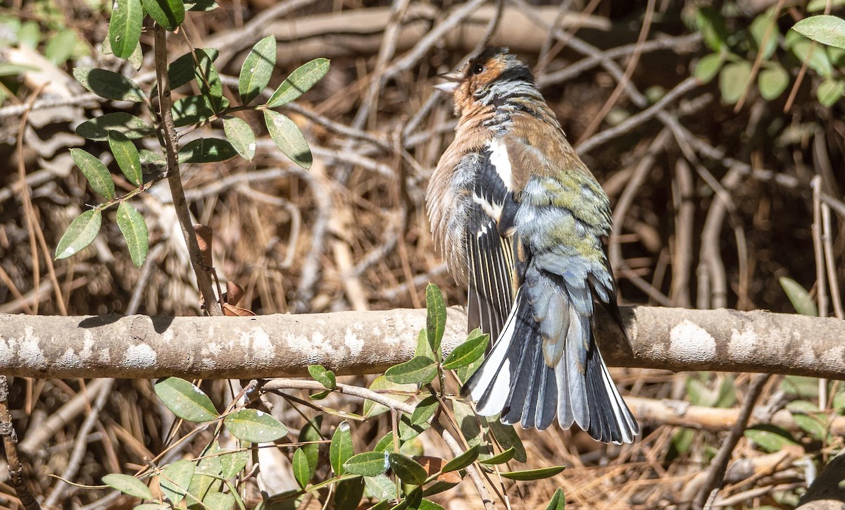 Common Chaffinch - ML645527802