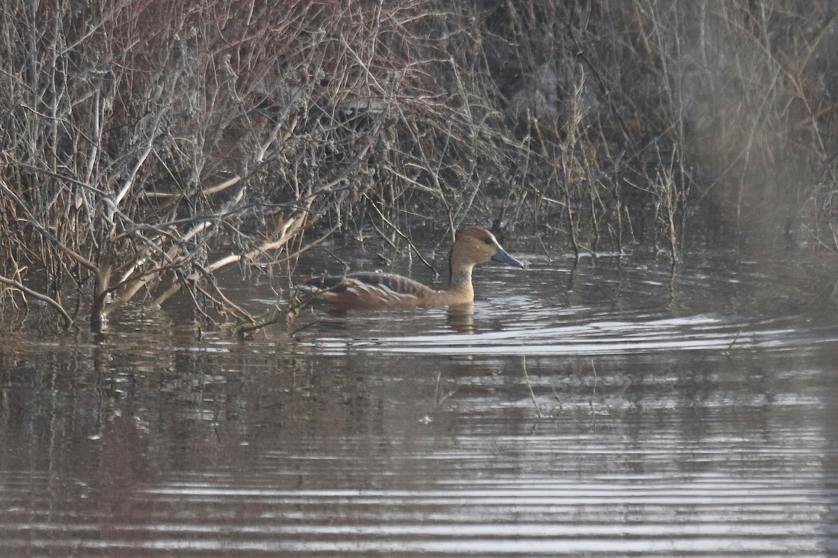 Dendrocigna fulva - ML645527806