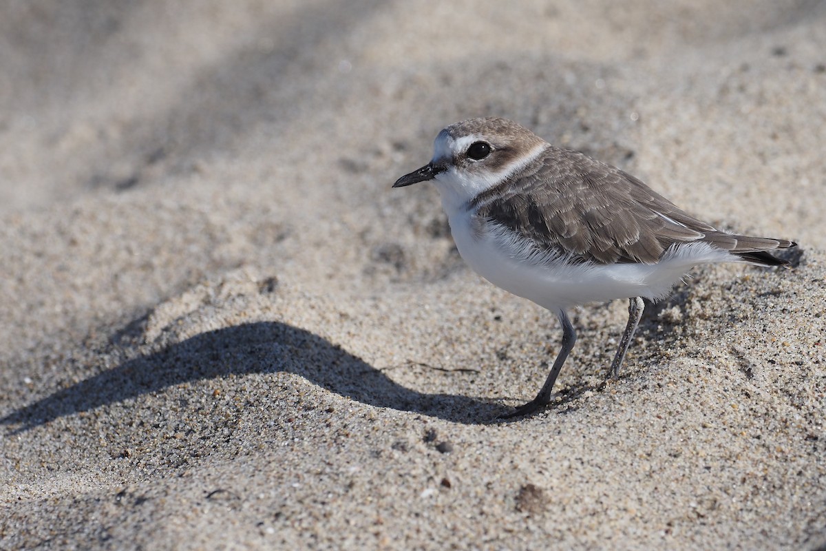 Snowy Plover - ML645527808
