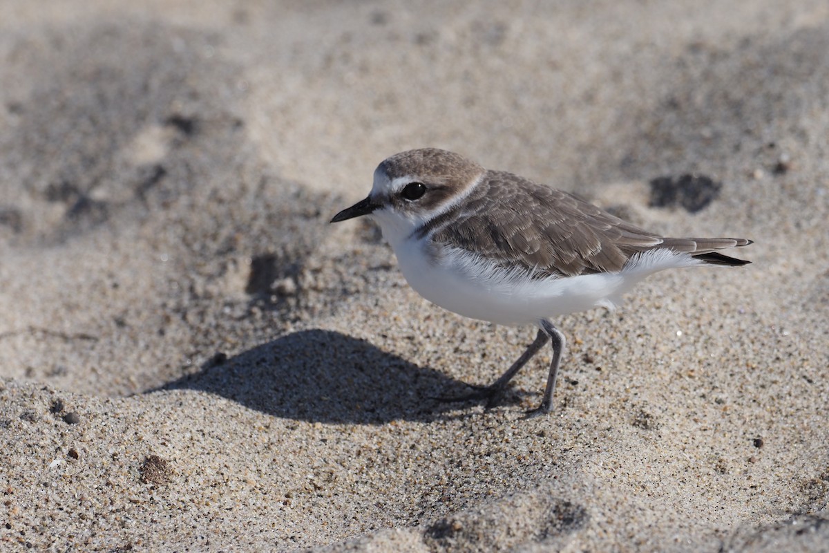 Snowy Plover - ML645527809