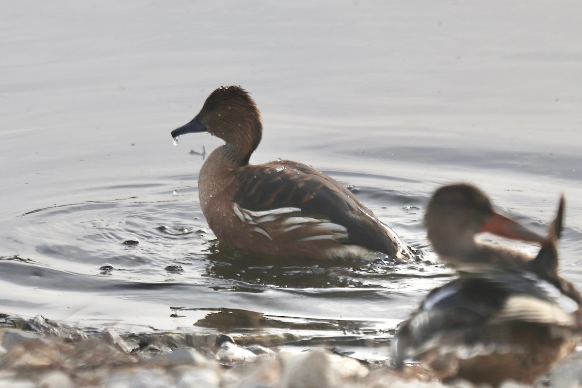 Dendrocigna fulva - ML645527810