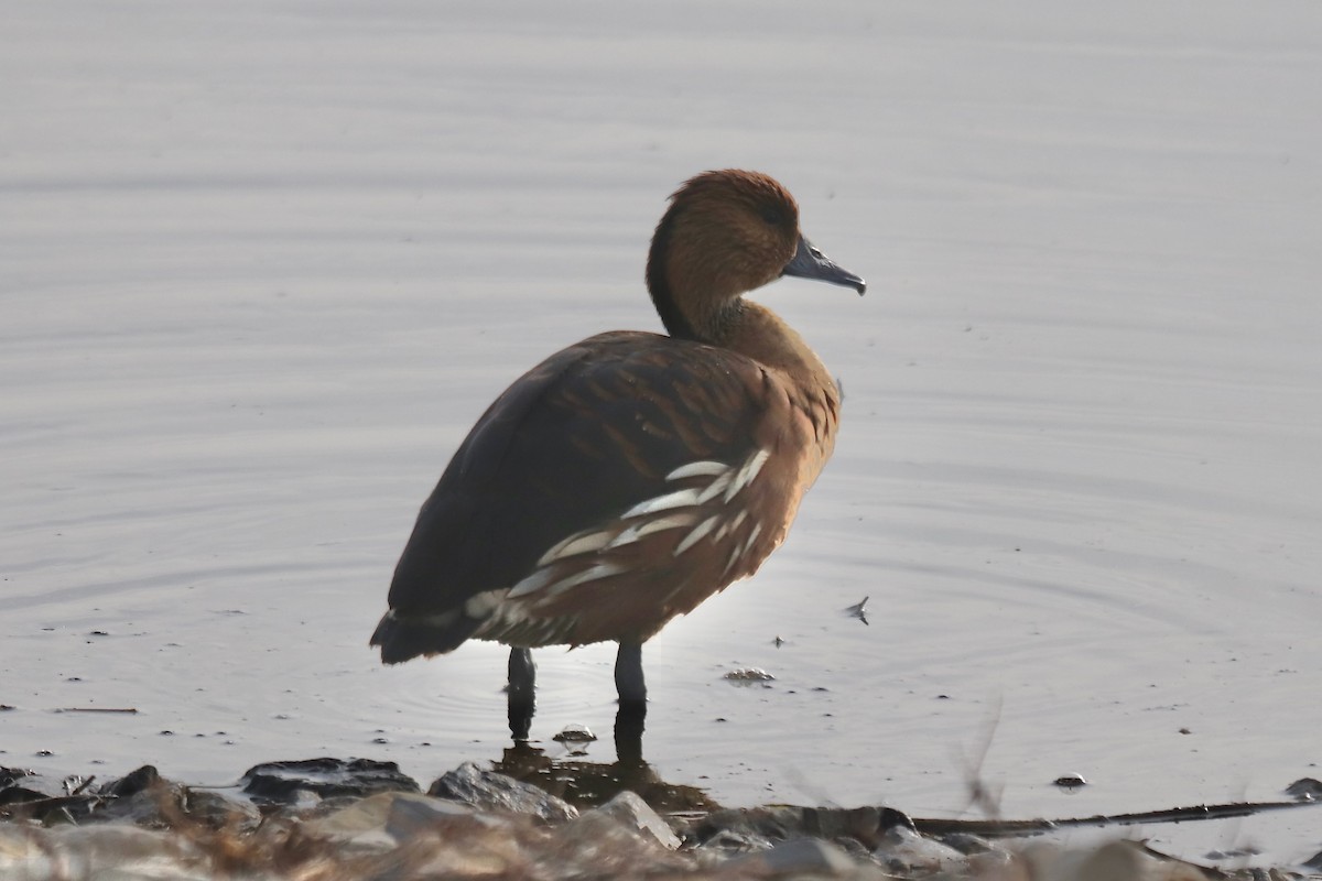 Dendrocigna fulva - ML645527811