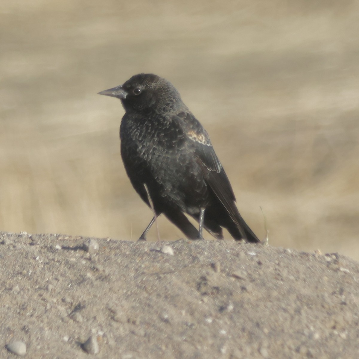 Red-winged Blackbird - ML645527812