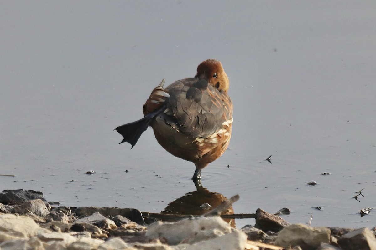 Dendrocigna fulva - ML645527814