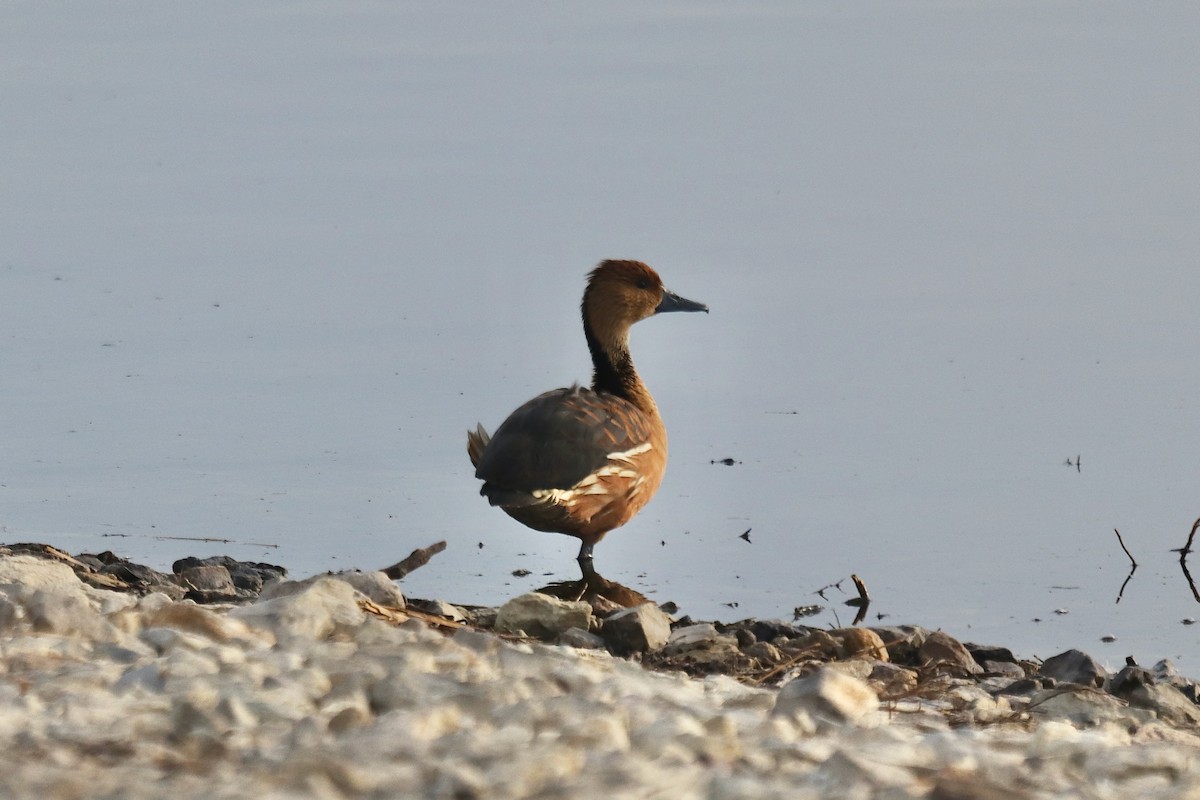 Dendrocigna fulva - ML645527817