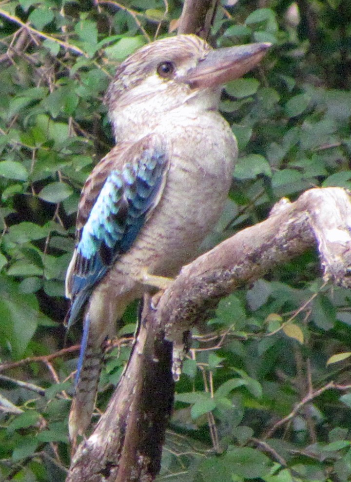 Blue-winged Kookaburra - ML645527824
