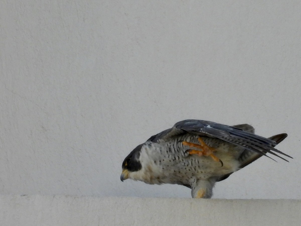 Faucon pèlerin - ML645527830