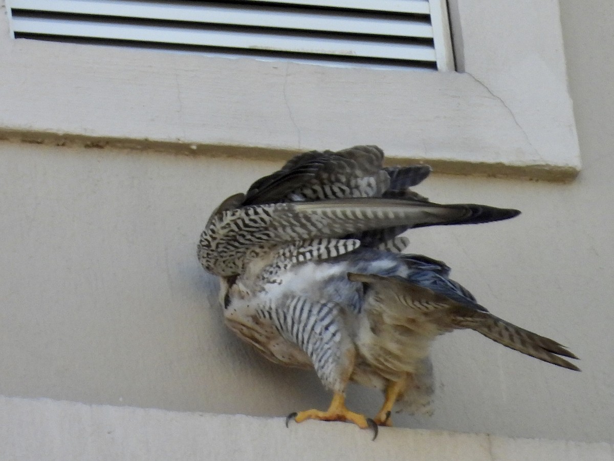 Faucon pèlerin - ML645527831