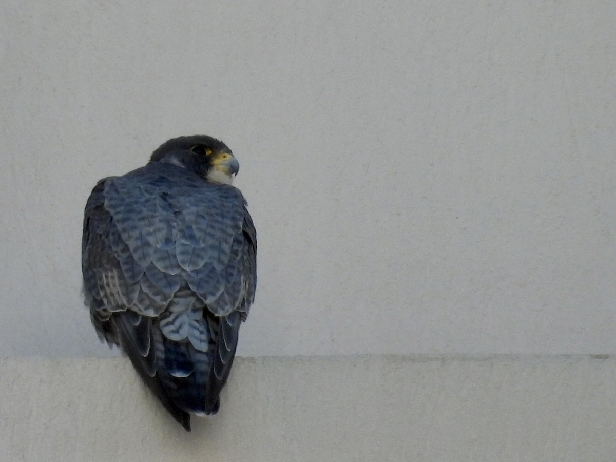 Faucon pèlerin - ML645527832