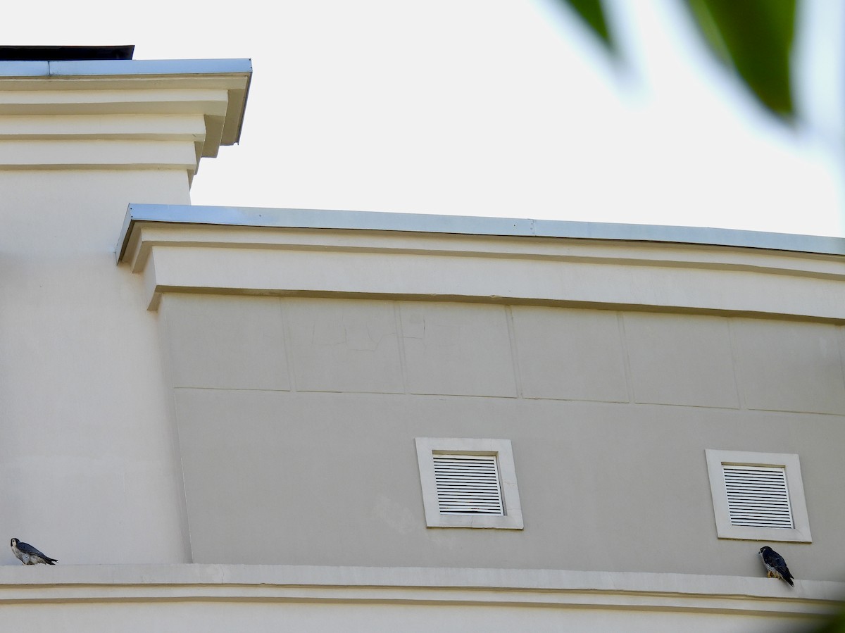 Faucon pèlerin - ML645527833