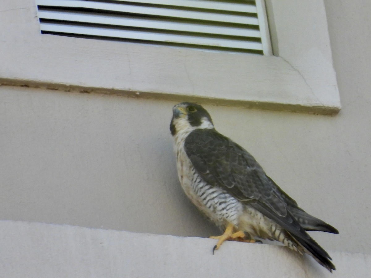 Faucon pèlerin - ML645527836