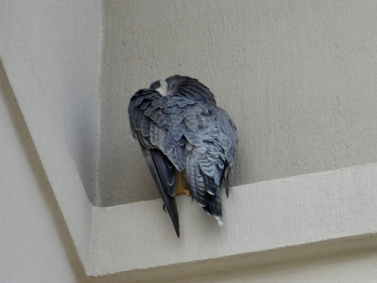 Faucon pèlerin - ML645527838