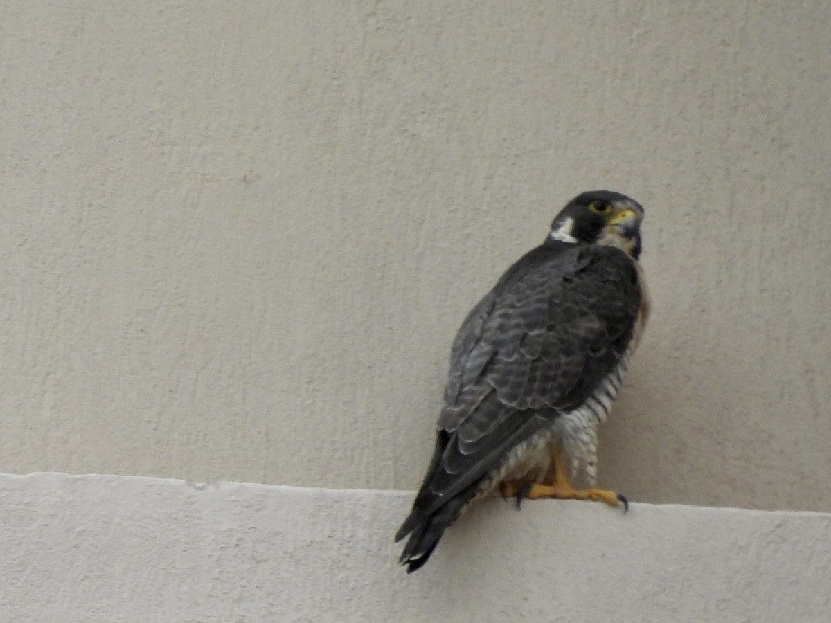 Faucon pèlerin - ML645527840