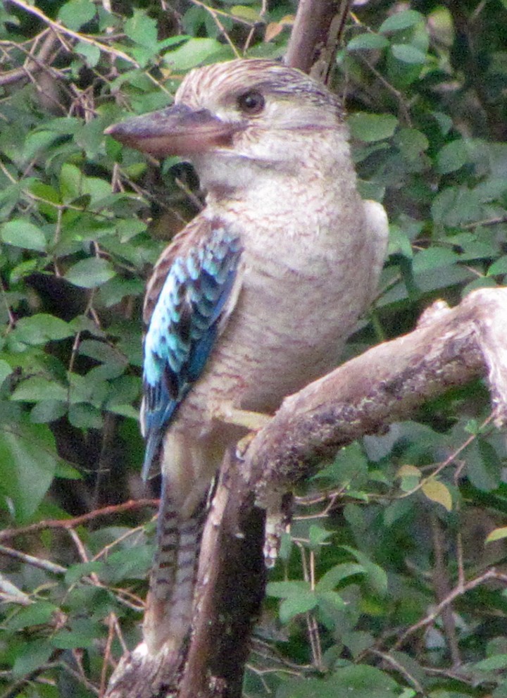 Blue-winged Kookaburra - ML645527842