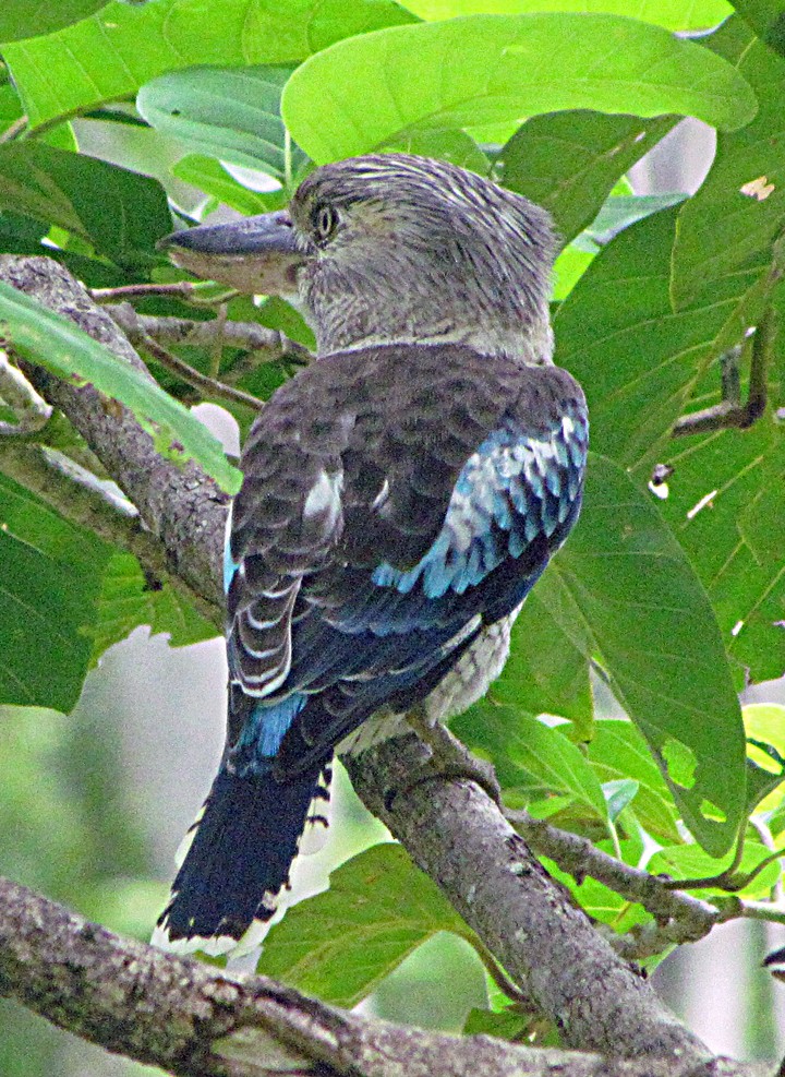 Blue-winged Kookaburra - ML645527845