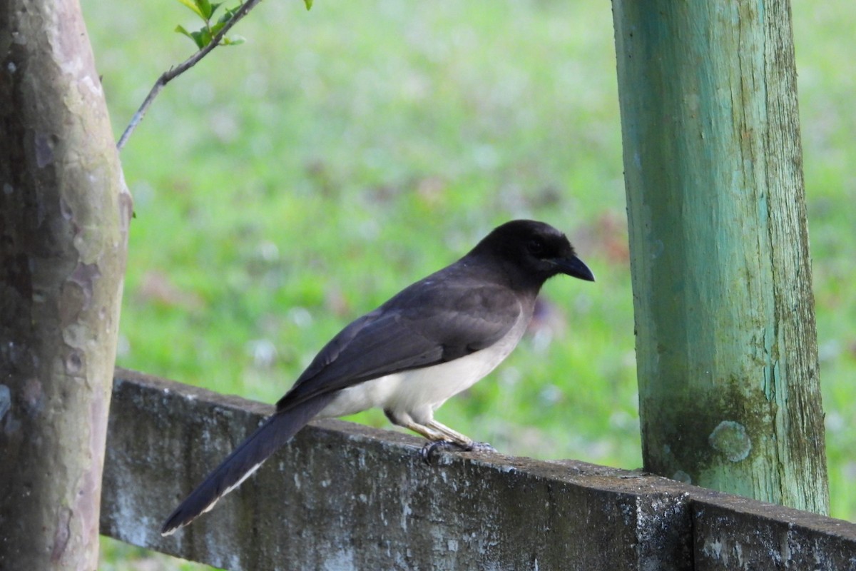 Brown Jay - ML645527848