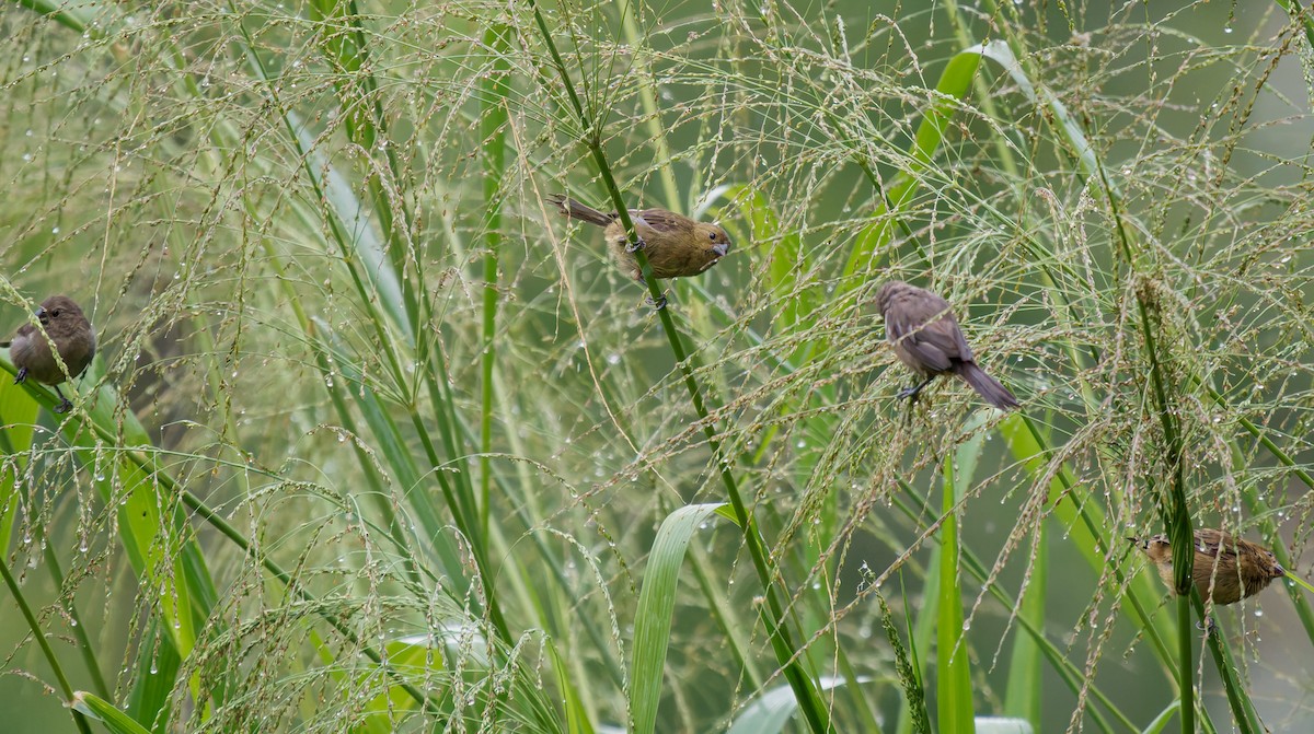 Variable Seedeater - ML645527858