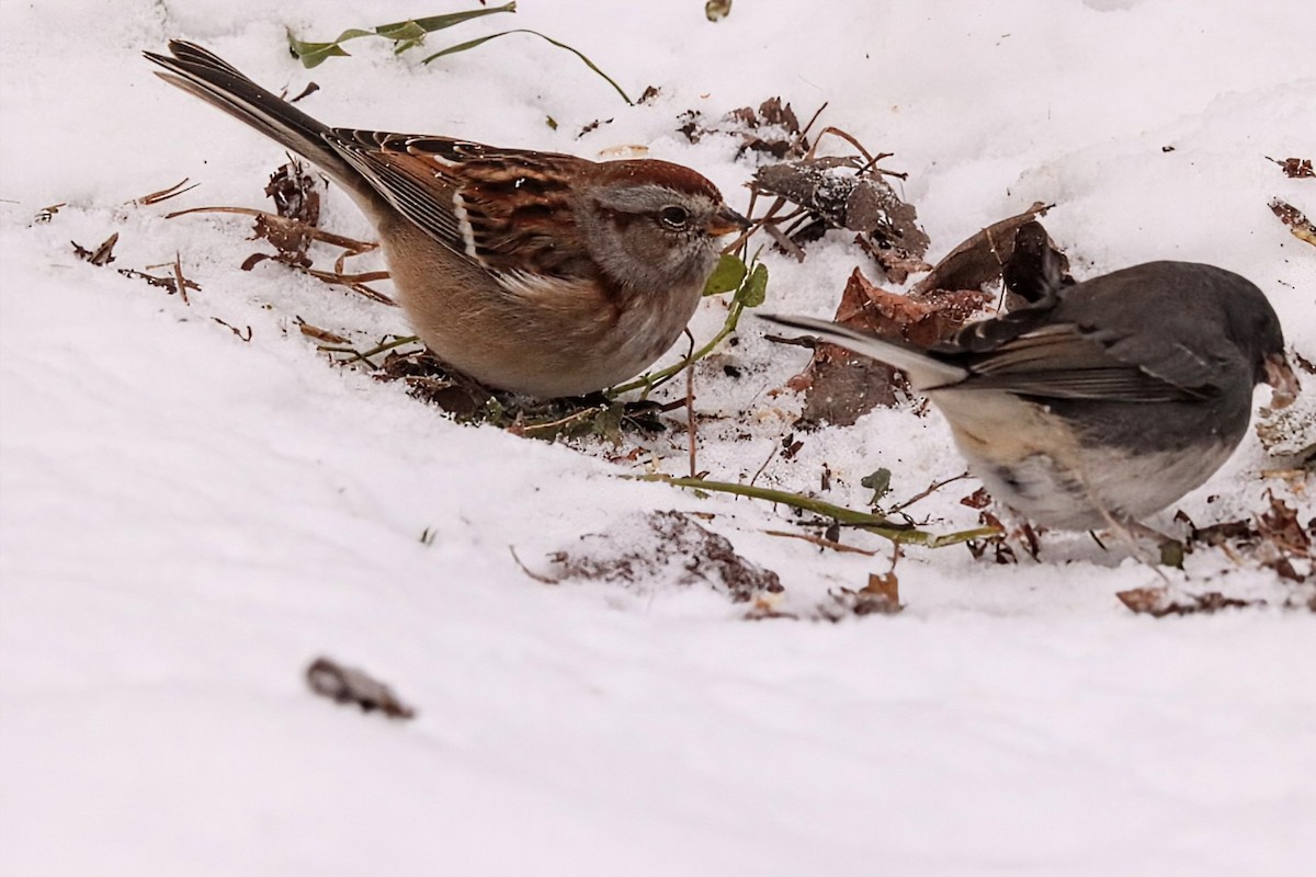 Пасовник північний - ML645527859