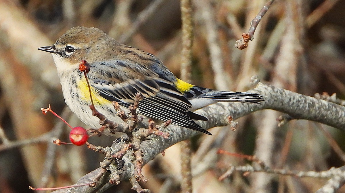 Yellow-rumped Warbler - ML645527867