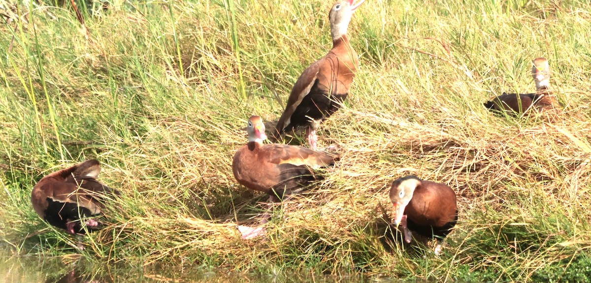 Black-bellied Whistling-Duck - ML645527871
