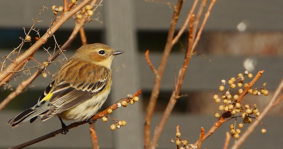 Yellow-rumped Warbler - ML645527873