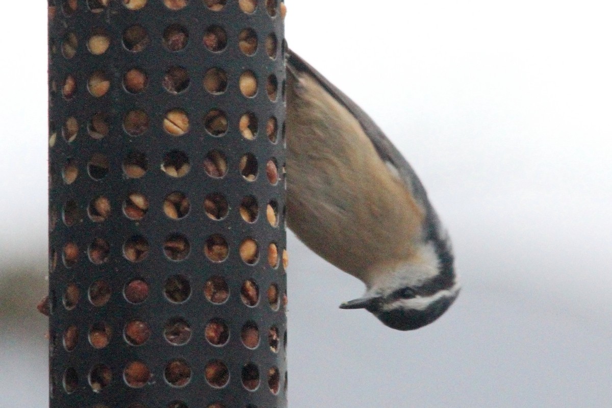 Red-breasted Nuthatch - ML645527875