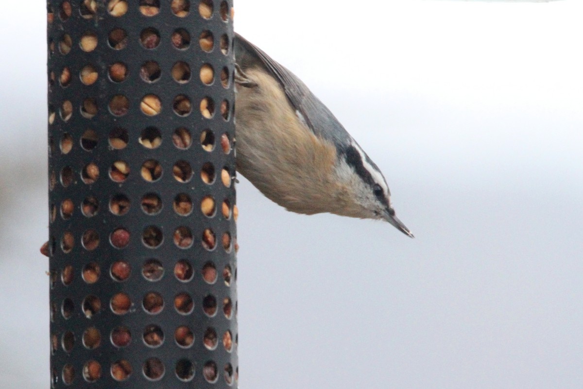Red-breasted Nuthatch - ML645527877