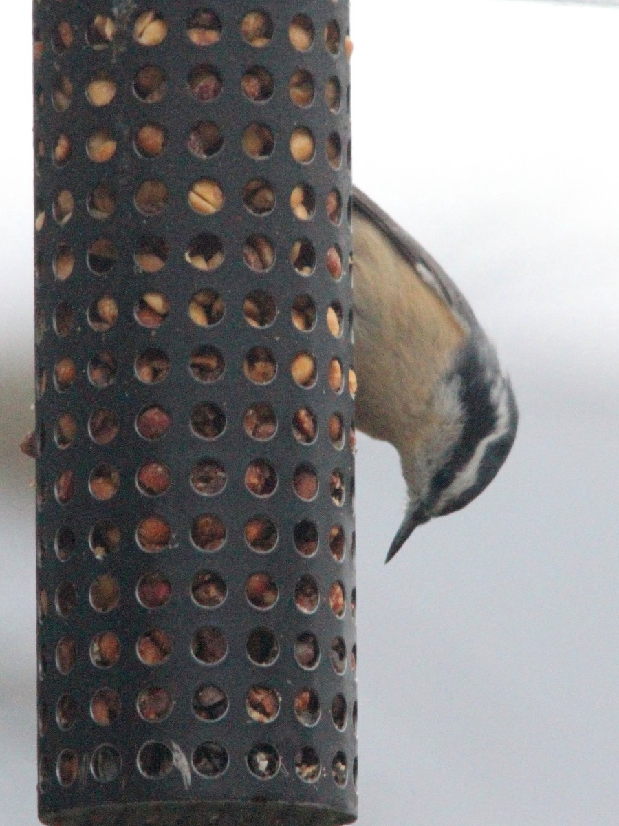 Red-breasted Nuthatch - ML645527878
