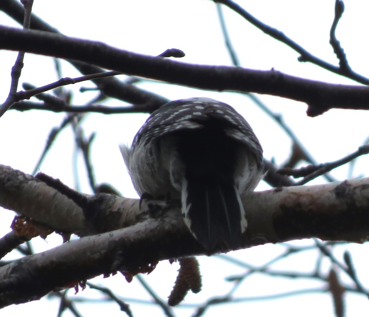 Downy Woodpecker - ML645527879