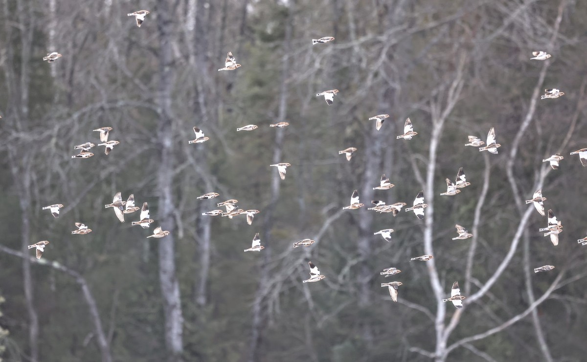 雪鵐 - ML645527880