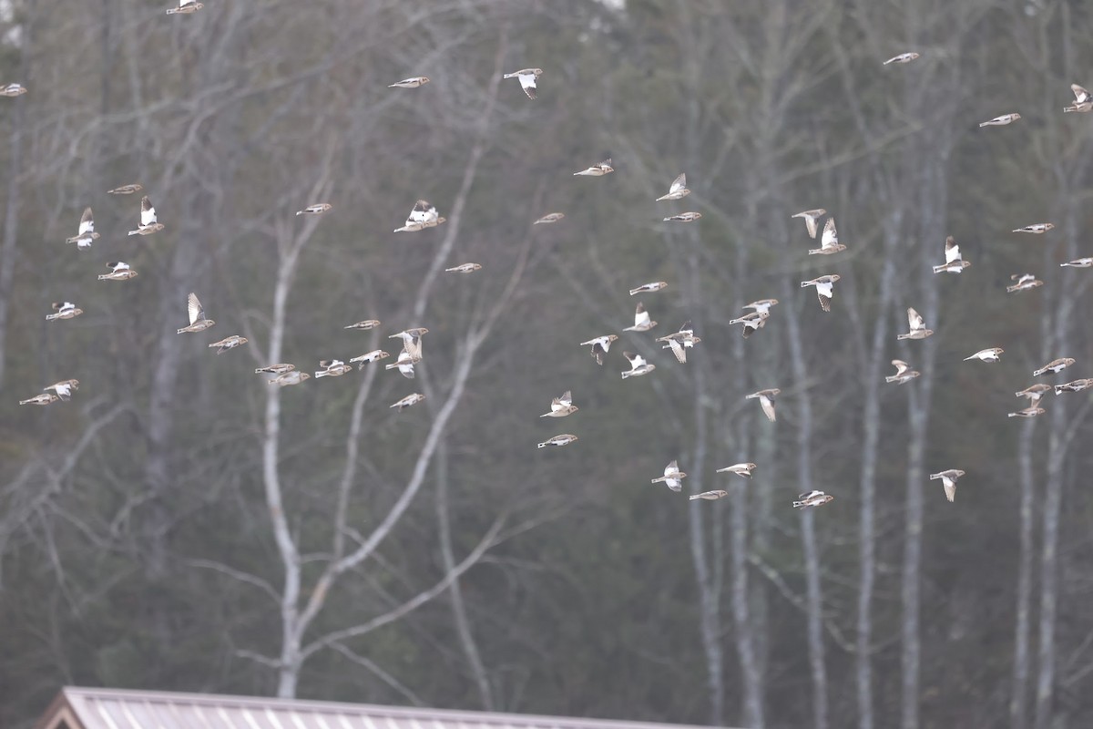 雪鵐 - ML645527881